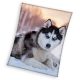 Kutyás Husky coral fleece polár takaró 150x200cm