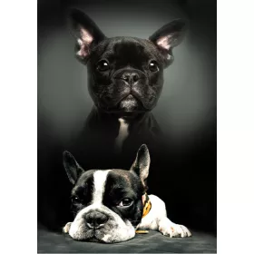 Kutyás Bulldog polár takaró 100x140cm