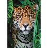 Állatos Jaguar 500 db-os puzzle Compact Clementoni