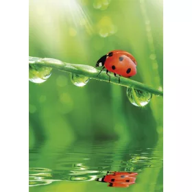Természet Ladybug A/4 gumis mappa