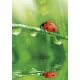 Természet Ladybug A/4 gumis mappa