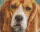 Pixel szett 1 normál alaplappal, színekkel, kutya, basset hound (801301)