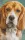 Pixel szett 2 normál alaplappal, színekkel, kutya, basset hound (802092)