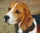 Pixel szett 4 normál alaplappal, színekkel, kutya, beagle (804042)