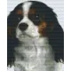 Pixel szett 4 normál alaplappal, színekkel, kutya, beagle (804208)