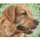 Pixel szett 6 normál alaplappal, színekkel, kutya, retriever (806157)