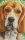 Pixel szett 8 normál alaplappal, színekkel, kutya, basset hound (808089)