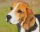 Pixel szett 9 normál alaplappal, színekkel, kutya, beagle (809381)