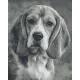 Pixel szett 36 normál alaplappal, színekkel, kutya, basset hound (836025)